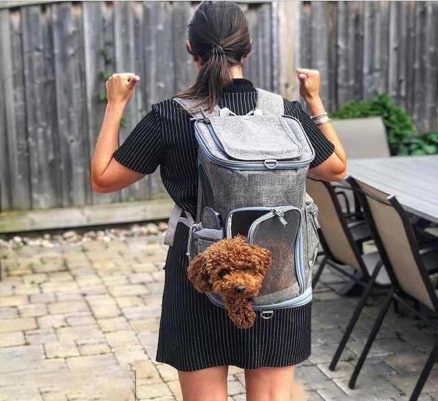 Na co zwrócić uwagę wybierając plecak dla psa
